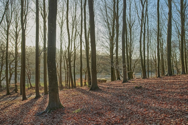 Troncs d'arbres avec des feuilles d'automne tombées à l'extérieur dans une forêt ou un bois Paysage de la nature avec des arbres secs sans feuilles comme effet du changement climatique Vue sur un terrain vide avec des plantes et une flore arides