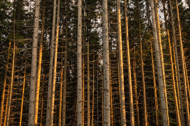 Des troncs d'arbres sur le fond de la forêt