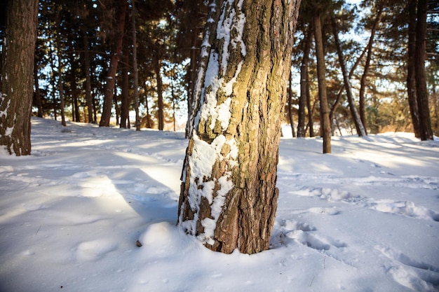 Troncs d'arbres sur fond neigeux