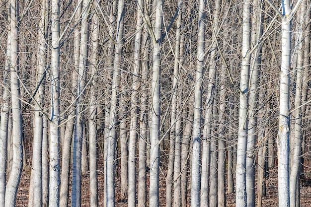 Troncs d'arbres forêt fond texturé naturel