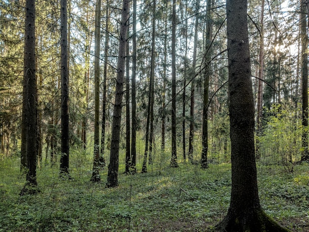 Troncs d'arbres forêt paysage environnement vert paysage