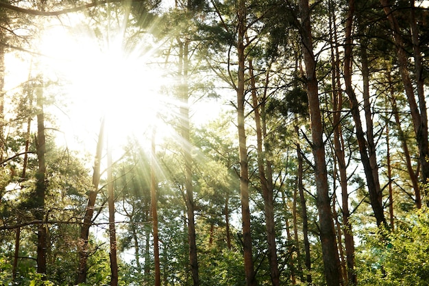 Troncs d'arbres de forêt de pins et rayons de soleil sur la nature