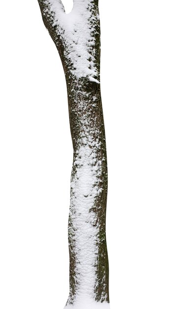 Troncs d'arbres avec de la neige isolé sur fond blanc