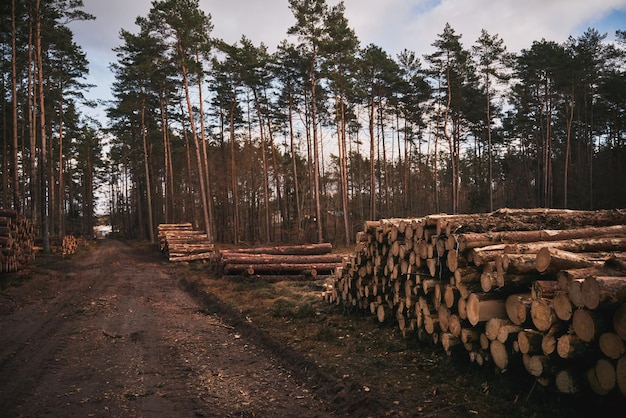 Troncs d'arbres en rangée près de la route forestière