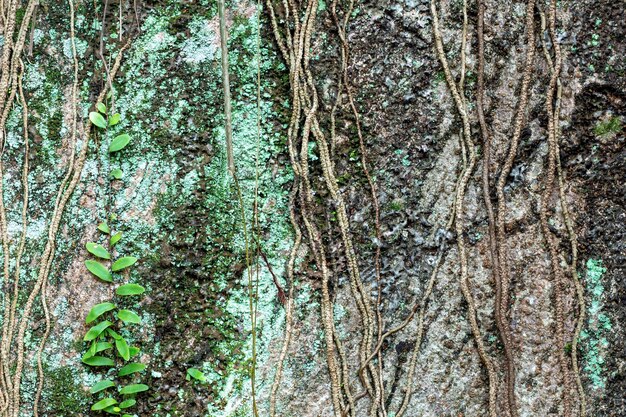 troncs d'arbres recouverts de mousse et de vignes pour le fond