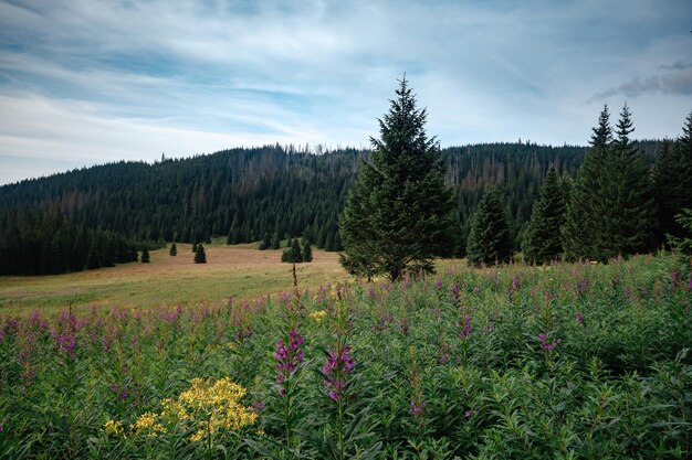 Troncs d'arbres secs sur fond de paysage de montagne le jour