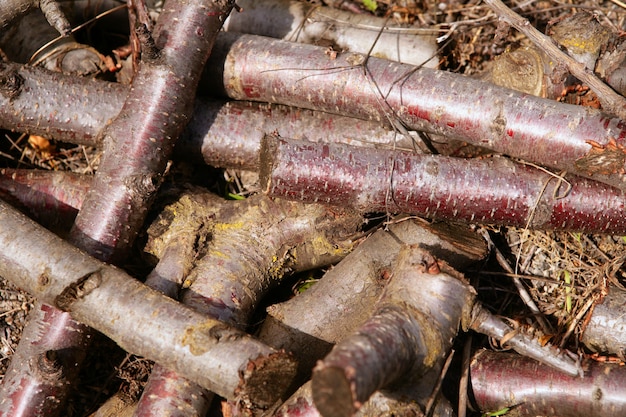 Troncs De Bois De Cerisier Pour Le Bois De Chauffage