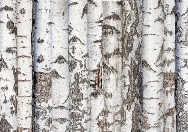 Troncs de bouleau. fond d'arbres forestiers. Bouleau de Carélie. photo de haute qualité