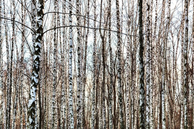 Troncs de bouleaux nus gelés en hiver