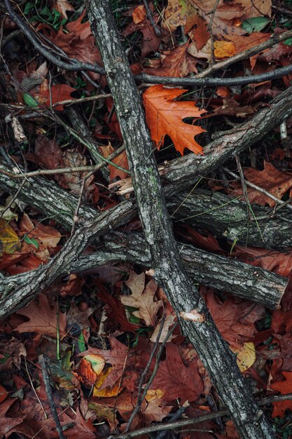 Troncs, branches et feuilles aux couleurs d'automne dans la nature, saison d'automne