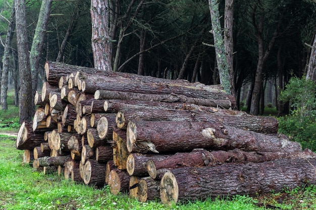 Troncs de conifères abattus empilés dans la forêt