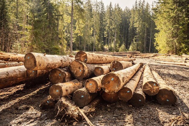 Les troncs d'épicéa sont empilés, les arbres de la forêt sont taillés, l'industrie du bois d'œuvre coupe des arbres le long d'une route préparée pour le retrait.