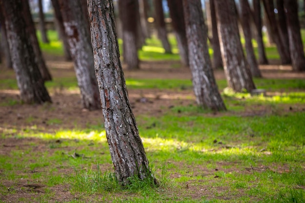 Troncs et feuilles d'arbres