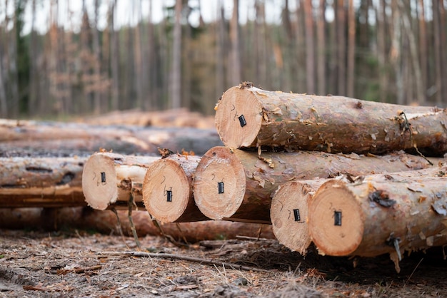 Photo des troncs de forêt nouvellement coupés avec des étiquettes sur le sol