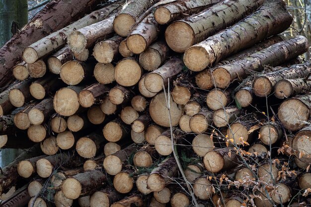 Les troncs de grumes empilent le bois d'exploitation forestier Industrie du bois xACoupe de bois en forêt