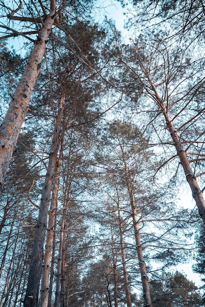 Troncs de pins en hiver