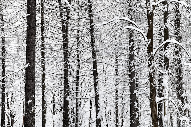 Troncs de pins nus dans la forêt d'hiver