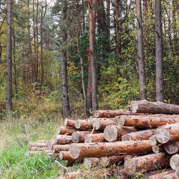 Les troncs de rondins empilent les troncs de bois de l'industrie du bois d'exploitation forestière sur fond de forêt d'automne