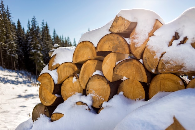 Troncs secs coupés en bois recouverts de neige à l'extérieur