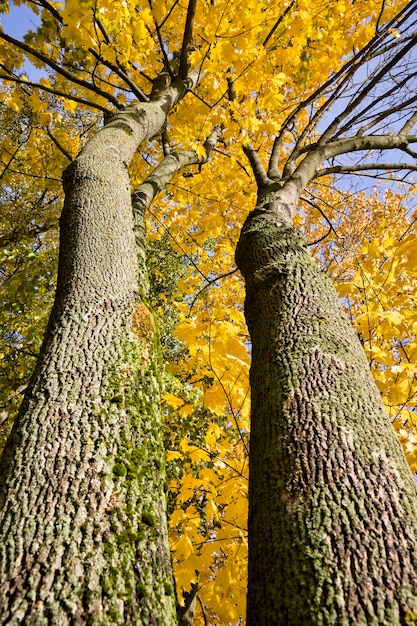 Troncs sombres du haut et de la couronne d'arbres à feuillage jaune, journée ensoleillée en automne, vue de dessous