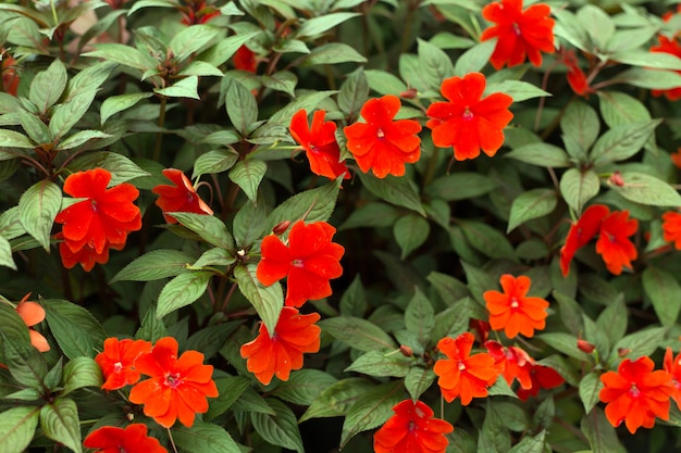 Photo tropic impatiens fleurs et feuilles