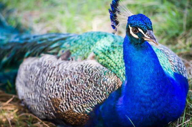 tropical, beau paon aux plumes colorées