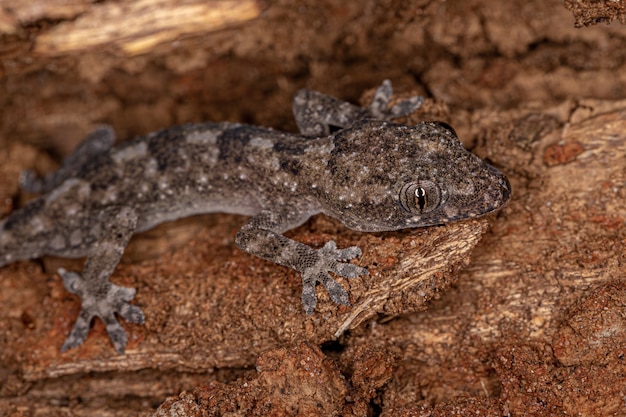 Tropical House Gecko de l'espèce Hemidactylus mabouia