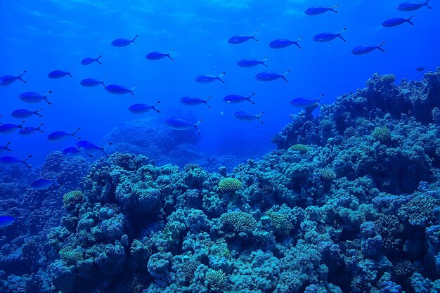 tropical mer sous l'eau arrière plan plongée océan