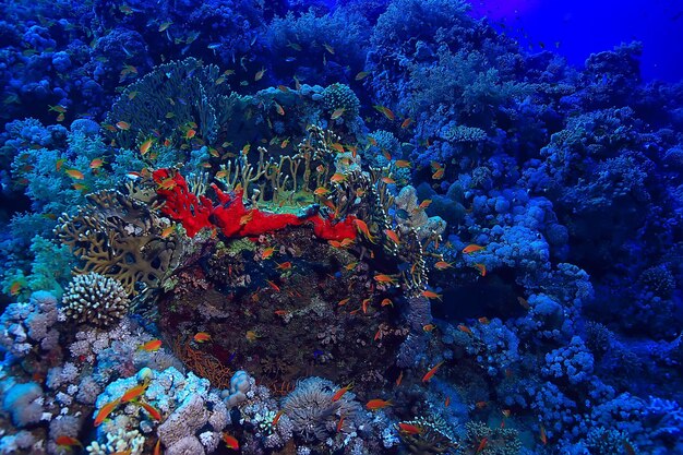 tropical mer sous l'eau arrière plan plongée océan