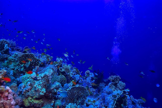 tropical mer sous l'eau arrière plan plongée océan