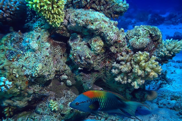 tropical mer sous l'eau arrière plan plongée océan