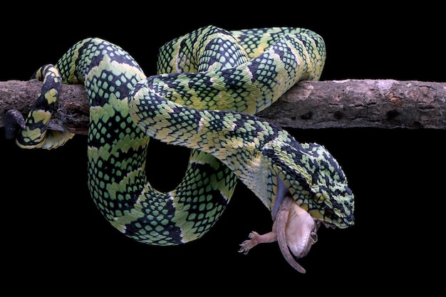 Tropidolaemus wagleri serpent manger gecko maison sur branche