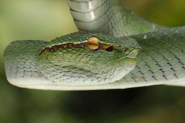 Tropidolaemus wagleri vipère gros plan sur branche, Tropidolaemus wagleri gros plan