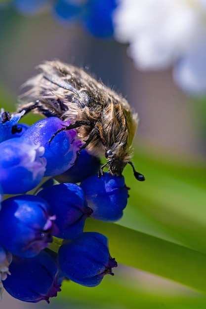 Tropinota hirta mange des fleurs. Concept de lutte antiparasitaire insecticide.