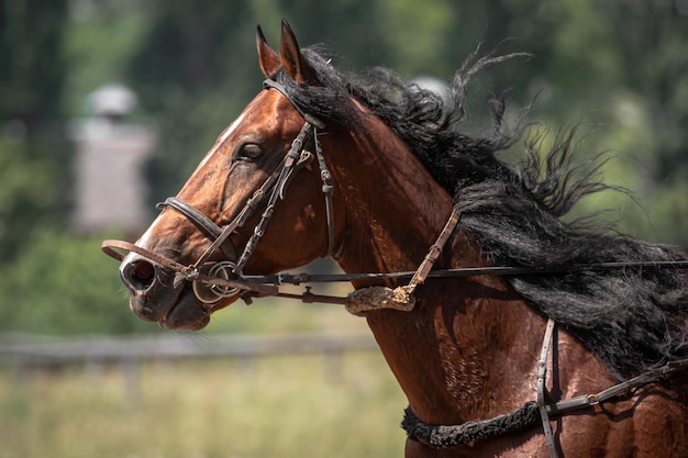 Trotteur brun Sports équestres Portrait d'un cheval Cheval pur-sang se bouchent tout en se déplaçant