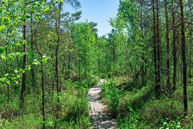 Trottoir en bois à travers le sentier écologique de la tourbière boisée dans la réserve naturelle