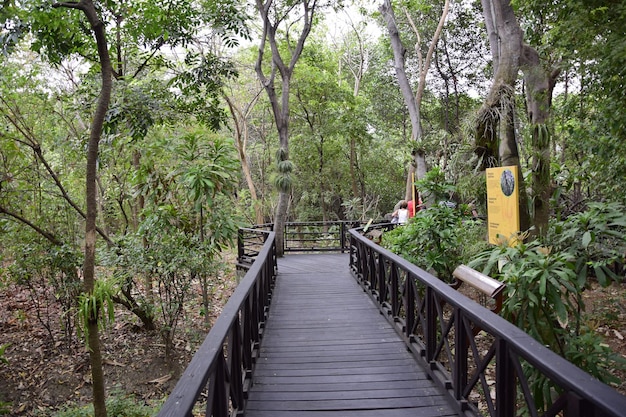 Trottoir avec de hautes balustrades à travers la forêt dans le parc historique de Guayaquil Equateur