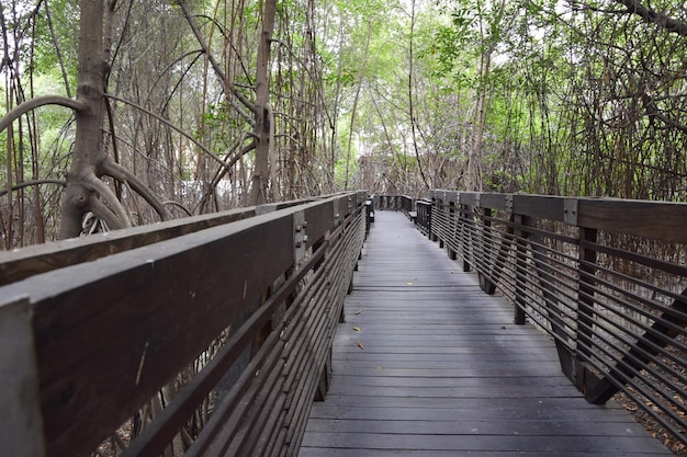 Trottoir avec de hautes balustrades à travers la forêt dans le parc historique de Guayaquil Equateur