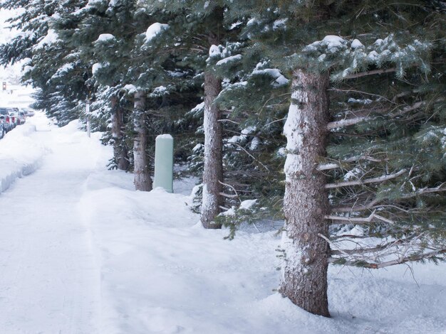 Trottoir sous la neige.