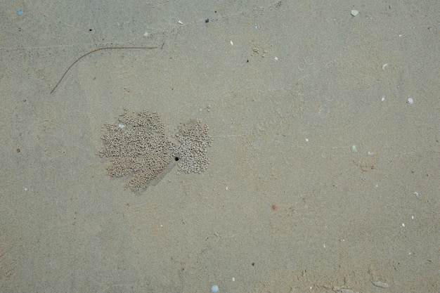 Photo trou de crabe sur la plage