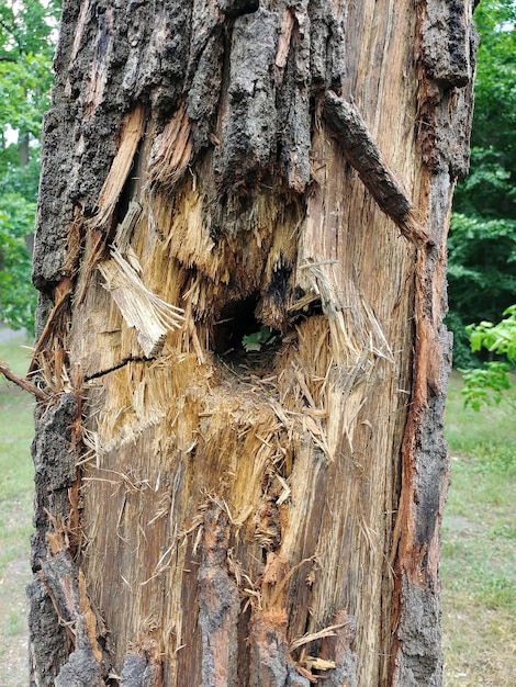 Un trou dans un arbre dû à un projectile touché à la suite d'hostilités dans la guerre russo-ukrainienne