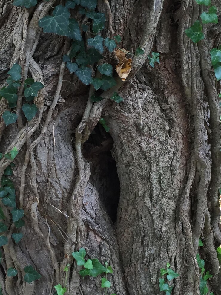 Photo trou dans l'arbre