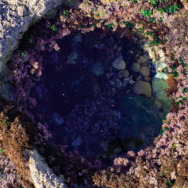 Photo un trou dans le sable avec une algue dessus