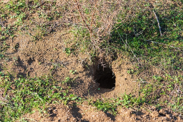 Trou profond d'un animal sauvage dans le sol