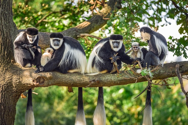 Une troupe de singes guereza à manteau avec deux nouveau-nés