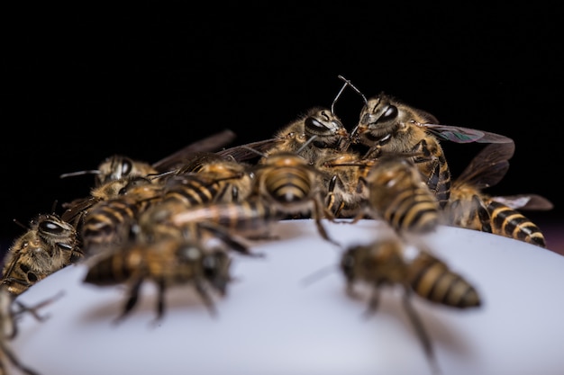 Troupeau d&#39;abeilles à l&#39;électricité