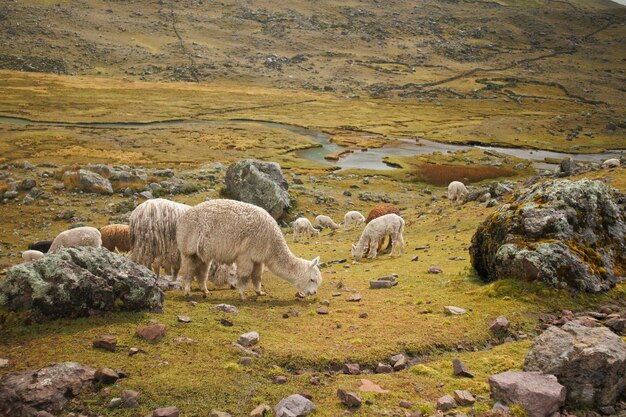 Photo un troupeau d'alpacas paît sur une colline rocheuse sur le chemin de la montagne ausangate