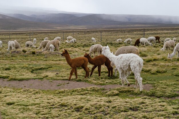 Troupeau d'alpagas paissant et se promenant sur une prairie couverte d'herbe