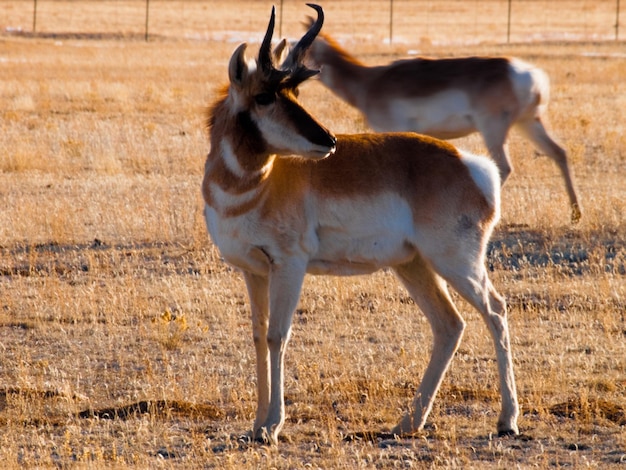 Troupeau d'antilopes.