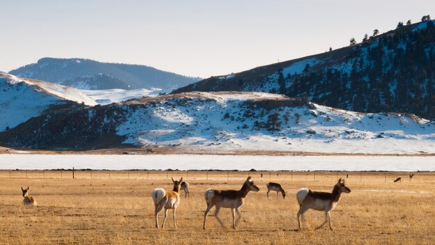 Troupeau d'antilopes.